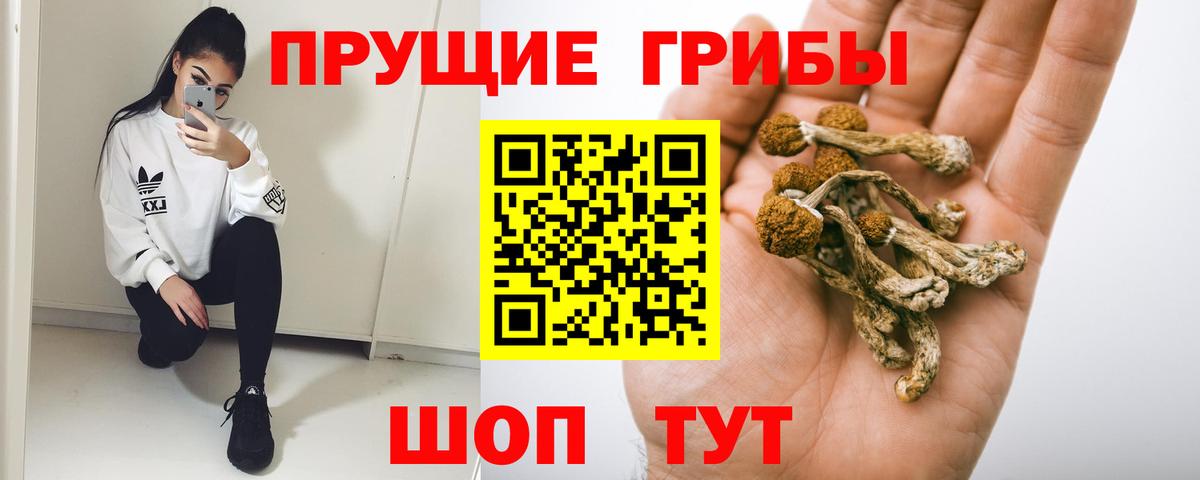 Галлюциногенные грибы Psilocybe Шебекино
